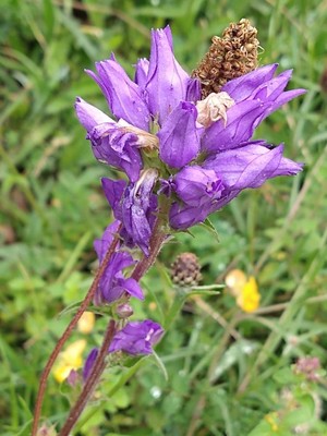 photo of Clustered Bellfower