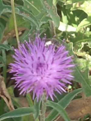 photo of Common Knapweed