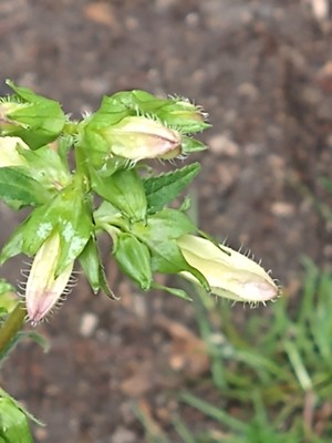 photo of Nettle Leaved Bellflower