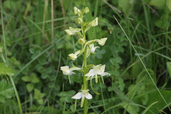 photo of Greater Butterfly Orchid
