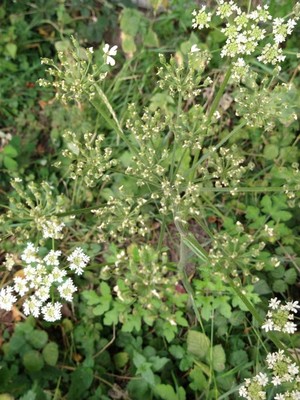 photo of Hogweed