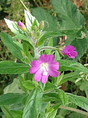 photo of Great Willowherb
