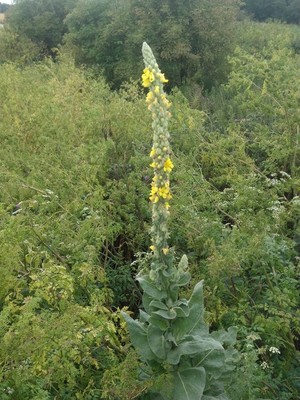 photo of Great Mullein