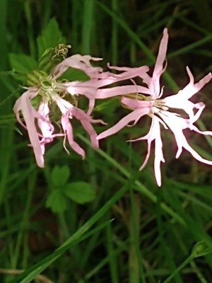 photo of Ragged Robin