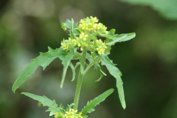photo of Hedge Mustard