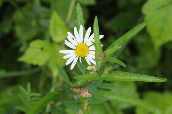 photo of Oxeye Daisy