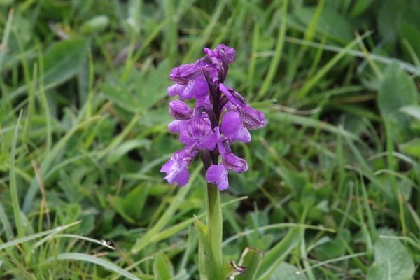 photo of Green Winged Orchid