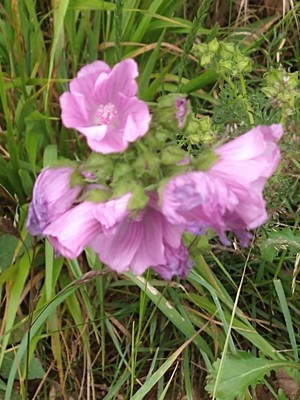 photo of Greater Musk Mallow