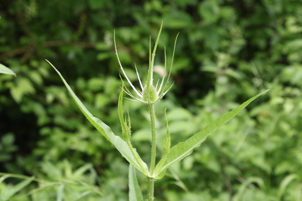 photo of Teasel