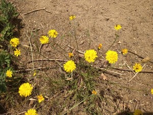 photo of Smooth Hawk's Beard
