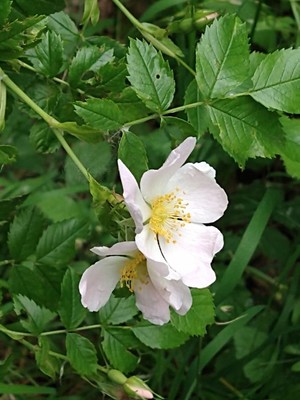 photo of Common Dog Rose