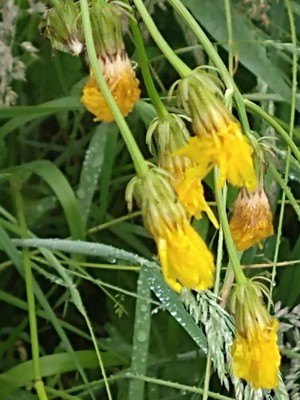 photo of Rough Hawk's Beard