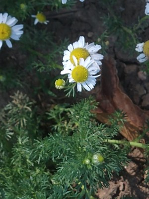 photo of Scented Mayweed