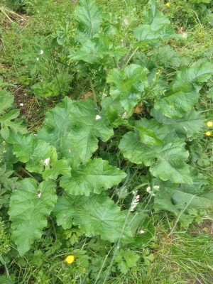 photo of Lesser Burdock