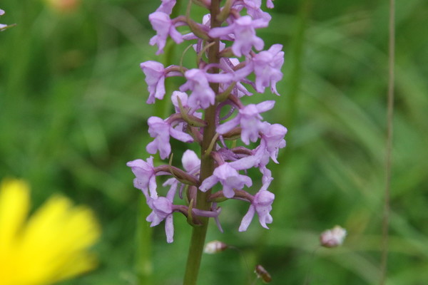 photo of Chalk Fragrant Orchid
