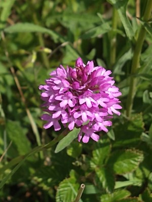 photo of Pyramidal Orchid