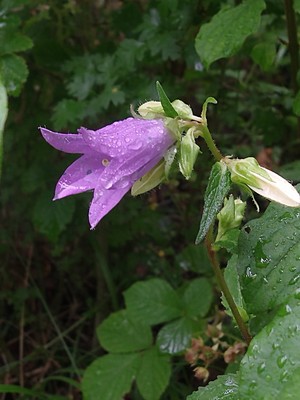 photo of Nettle Leaved Bellflower