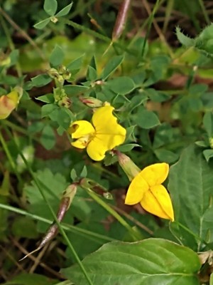 photo of Bird's Foot Trefoil