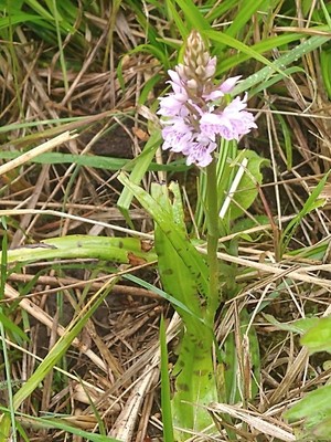 photo of Common Spotted Orchid
