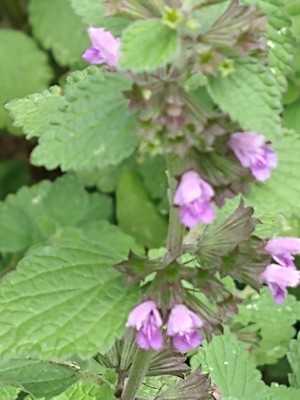 photo of Black Horehound