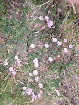 photo of Field Bindweed