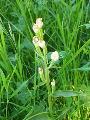 photo of White Helleborine