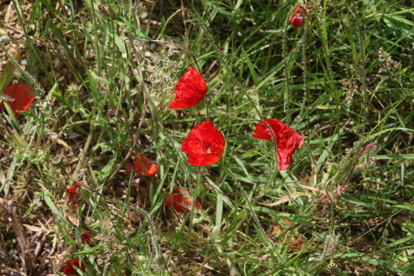 photo of Common Poppy