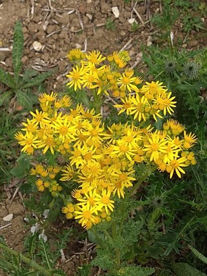 photo of Ragwort