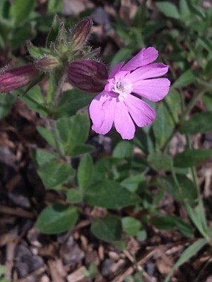 photo of Red Campion
