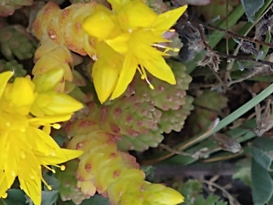 photo of Biting Stonecrop