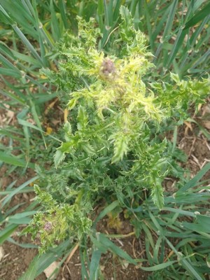 photo of Plumeless Thistle