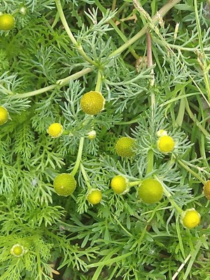 photo of Pineappleweed