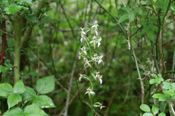 photo of Lesser Butterfly Orchid