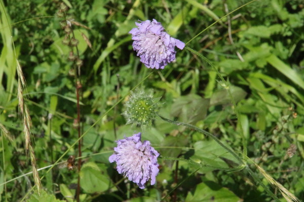 photo of Field Scabious