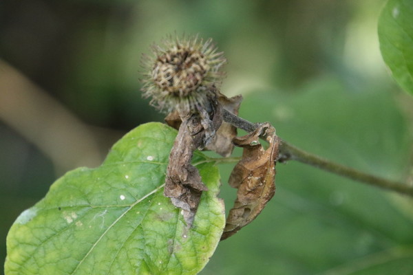 photo of Lesser Burdock