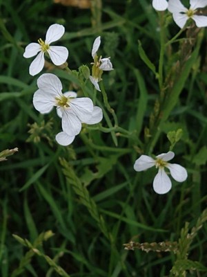 photo of Wild Radish