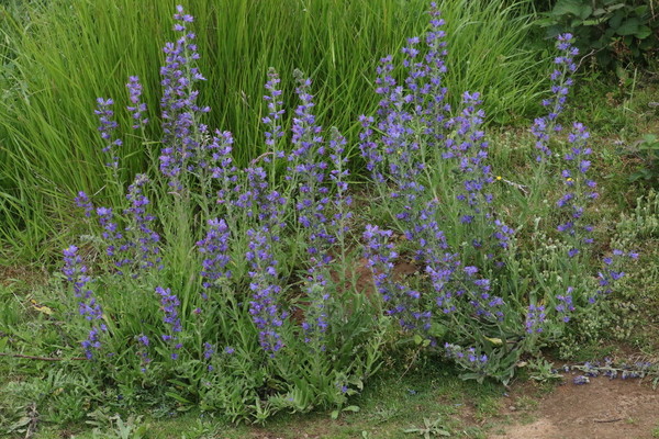 photo of Vipers Bugloss