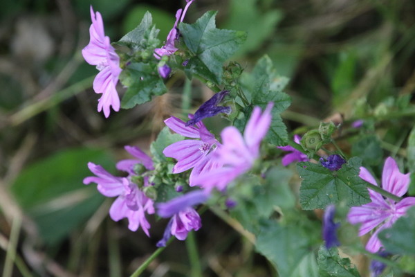 photo of Common Mallow
