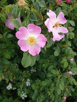 photo of Common Dog Rose