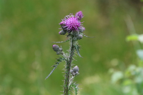 photo of Marsh Thistle