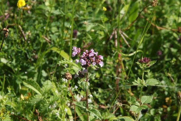 photo of Wild Marjoram