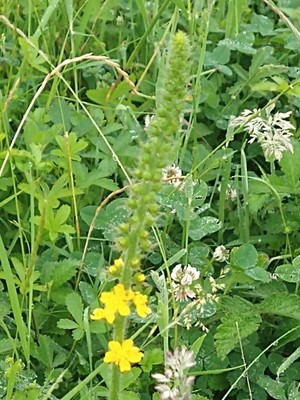 photo of Agrimony