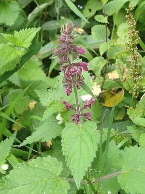 photo of Hedge Woundwort