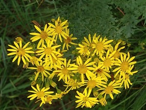 photo of Ragwort