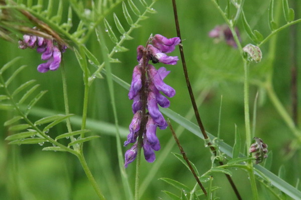 photo of Tufted Vetch
