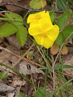 photo of Common Rockrose