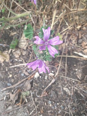 photo of Common Mallow