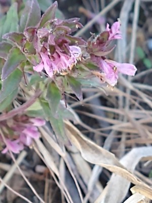 photo of Red Bartsia