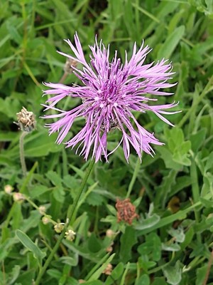 photo of Greater Knapweed