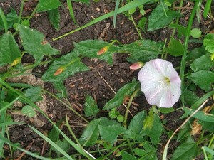 photo of Field Bindweed